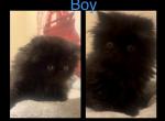 Shadow - Domestic Kitten For Adoption - 