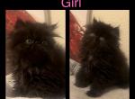 Sadie - Domestic Kitten For Sale - Centerville, CA, US