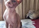 California Cool - Sphynx Kitten For Sale - Sacramento, CA, US