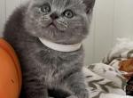 Mars - British Shorthair Kitten For Sale - New York, NY, US