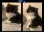 Dusty - Domestic Kitten For Sale - 