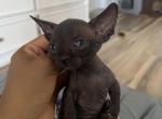 Batbaby 1 - Bambino Kitten For Sale - 