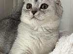 Lili - Scottish Fold Kitten For Sale - 