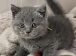 Snickers - British Shorthair Kitten For Sale - New York, NY, US