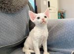 Snowy - Devon Rex Kitten For Sale - 