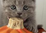 Lovely - British Shorthair Kitten For Sale - New York, NY, US