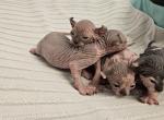 Beautiful Babies - Sphynx Kitten For Sale - 