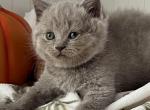 Coco - British Shorthair Kitten For Sale - New York, NY, US