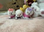 Disney kittens - Himalayan Kitten For Sale - Worcester, MA, US