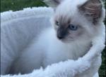 RESERVED Blue Point Boy - Ragdoll Kitten For Sale - Mount Morris, IL, US