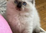 Seal point female - Ragdoll Kitten For Sale - 