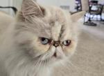 Rotini and Hope - Himalayan Cat For Sale/Retired Breeding - Satellite Beach, FL, US