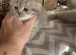 Scottish fold and Scottish straight - Scottish Fold Kitten For Sale - 