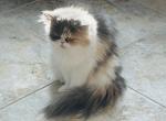 Calico Persian - Persian Cat For Adoption - CA, US