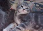 British shorthair tabby - British Shorthair Kitten For Sale - Beaverton, OR, US