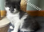 Roman - Maine Coon Kitten For Sale - Greensburg, IN, US