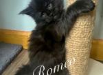 Romeo - Maine Coon Kitten For Sale - Greensburg, IN, US