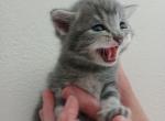 British shorthair - British Shorthair Kitten For Sale - Beaverton, OR, US