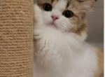 Luna - Munchkin Cat For Sale - Chino, CA, US