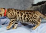 Winnie - Bengal Kitten For Sale - 