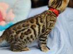 Winnie - Bengal Kitten For Sale - 