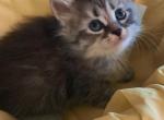 B4Yellow - Siberian Kitten For Sale - 