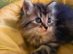 B2Orange - Siberian Kitten For Sale - 