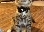 Kash - Domestic Cat For Adoption - Atlanta, GA, US