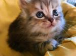 B5Red - Siberian Kitten For Sale - 