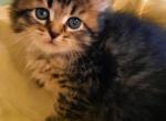 B1Blue - Siberian Kitten For Sale - 