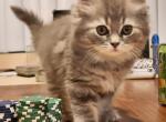 Sake Trio - Himalayan Kitten For Sale - Las Vegas, NV, US