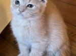 Baby - Scottish Fold Kitten For Sale - 