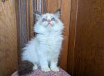 TICA Female Bicolor Ragdoll Kitten - Ragdoll Kitten For Sale - 