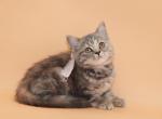 Blue torbie Scottish Straight girl - Scottish Straight Kitten For Sale - Spokane, WA, US