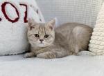 Lilac golden Scottish straight boy - Scottish Straight Kitten For Sale - 