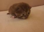 Chloe and Sunny litter of Scottish Munchkin - Munchkin Kitten For Sale - Beaverton, OR, US