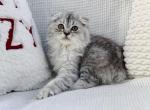 Smoked blue tabby Scottish Fold longhair boy - Scottish Fold Kitten For Sale - Spokane, WA, US