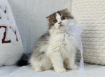 Black brown tabby bicolor Scottish Fold longhair - Scottish Fold Kitten For Sale - Spokane, WA, US