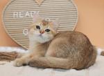 Golden ticked British shorthair boy - British Shorthair Kitten For Sale - 