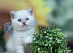 Portland Artic Scottish Straight Kitten - Scottish Straight Kitten For Sale - Portland, OR, US