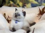 Portland Alex Scottish Straight Kitten - Scottish Straight Kitten For Sale - Portland, OR, US