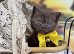 Portland Almond Scottish Straight Kitten - Scottish Straight Kitten For Sale - Portland, OR, US