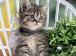 Portland Chai Minuet Kitten - Minuet Kitten For Sale - Portland, OR, US