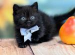 Portland Choe Munchkin Kitten - Munchkin Kitten For Sale - Portland, OR, US