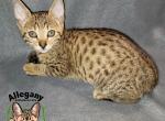 F4 Female Savannah Peach - Savannah Kitten For Sale - 