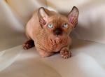 Olivka - Bambino Kitten For Sale - Pembroke Pines, FL, US