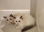 Male ragdoll - Ragdoll Kitten For Sale - Sarasota, FL, US