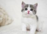 Beautiful Tabby Bicolor Girl - British Shorthair Kitten For Sale - Brooklyn, NY, US