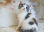 Calico with white girl - British Shorthair Kitten For Sale - Brooklyn, NY, US