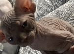 Coco - Sphynx Kitten For Sale - Long Island City, NY, US